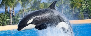 Loro Parque
