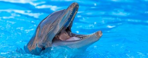 Loro Parque