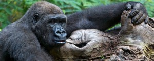 Loro Parque